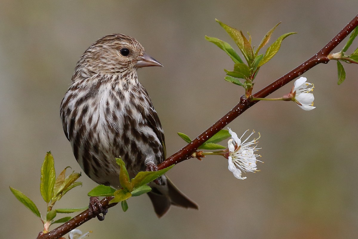 Pine Siskin - ML341872391