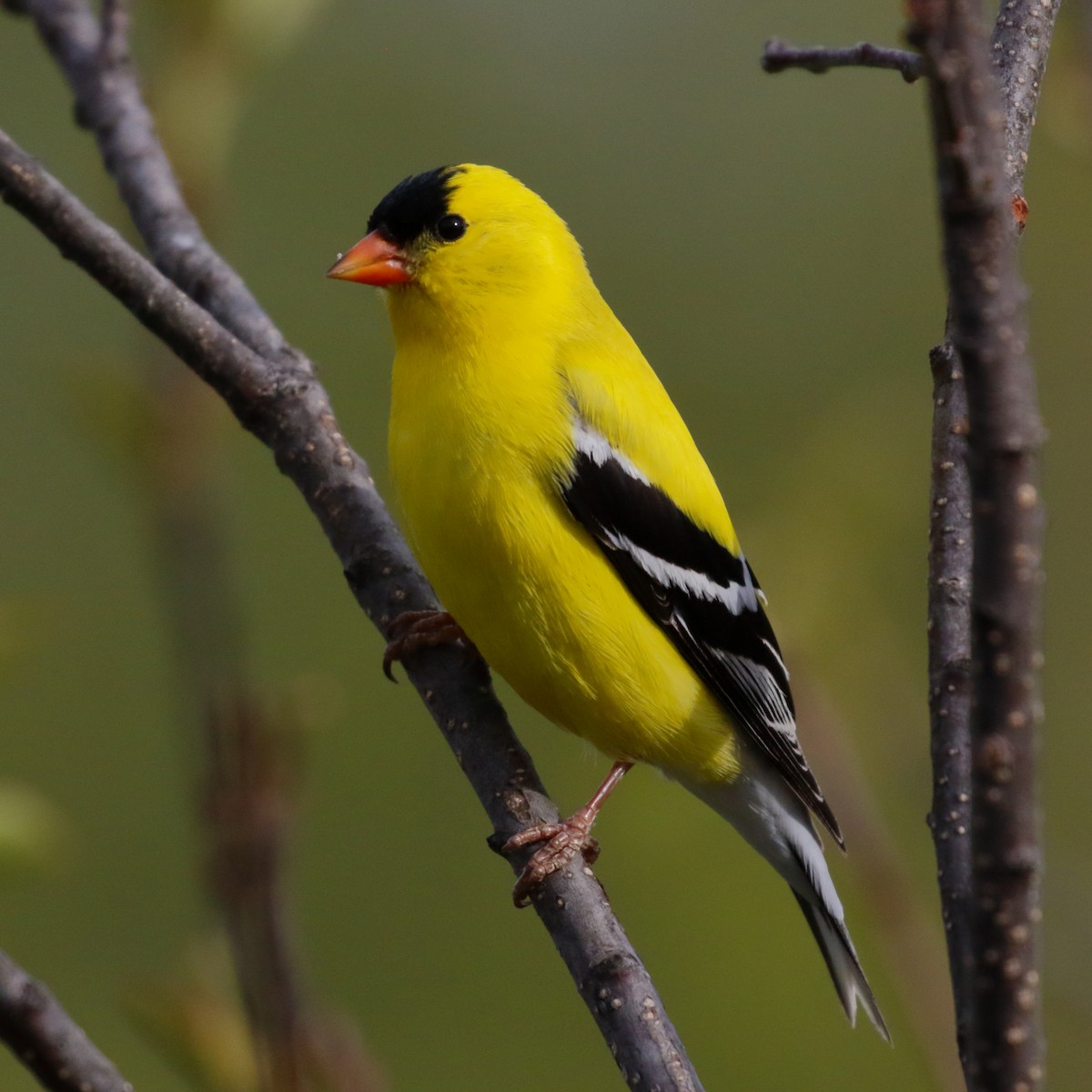 American Goldfinch - ML341872451