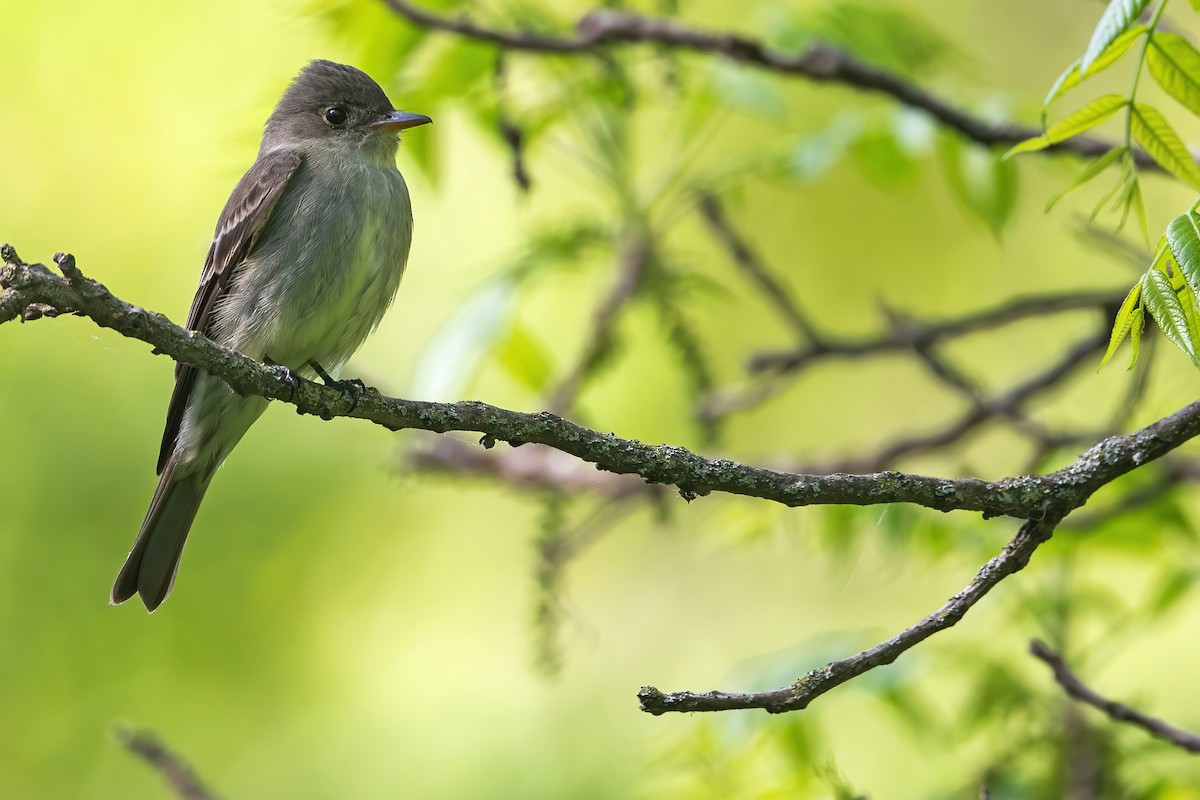 Eastern Wood-Pewee - Lev Frid