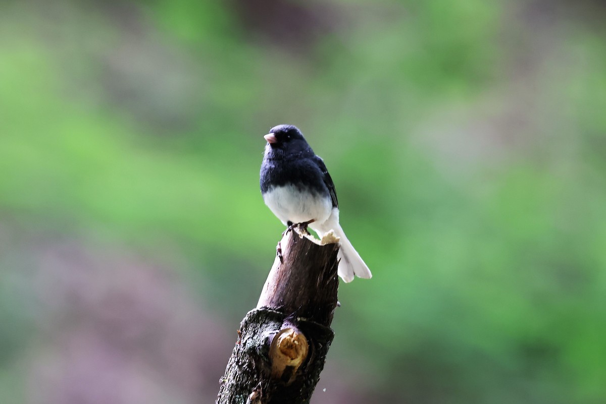 Dark-eyed Junco - ML341874521