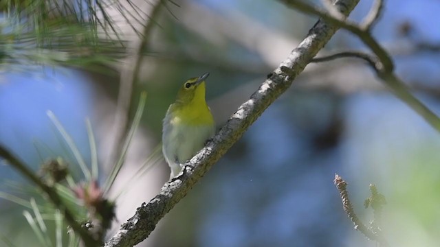 Vireo Gorjiamarillo - ML341874551