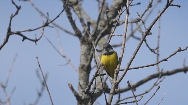 Mourning Warbler - ML341874641