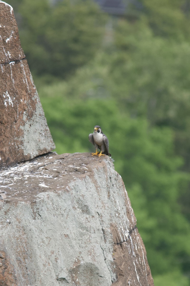 Peregrine Falcon - ML341874891