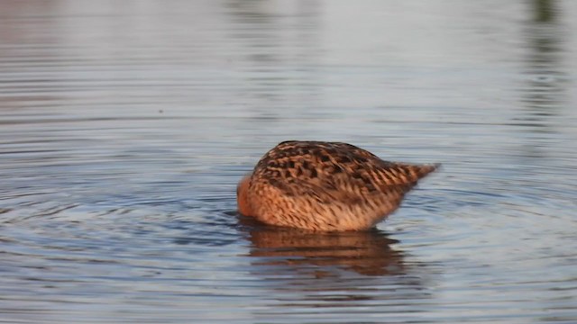 Short-billed Dowitcher - ML341879641