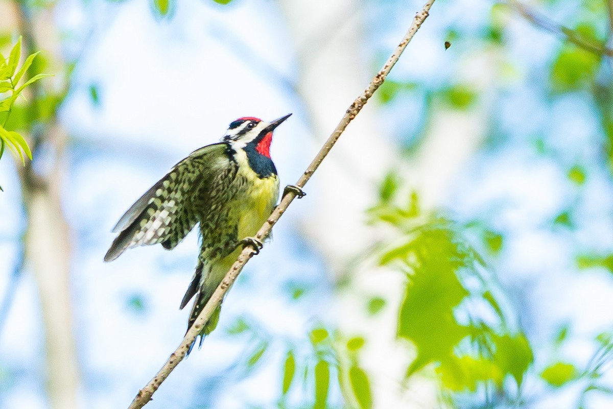 Yellow-bellied Sapsucker - Isabelle Fortin-Rondeau