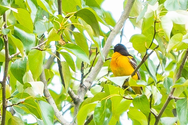 Baltimore Oriole - Isabelle Fortin-Rondeau