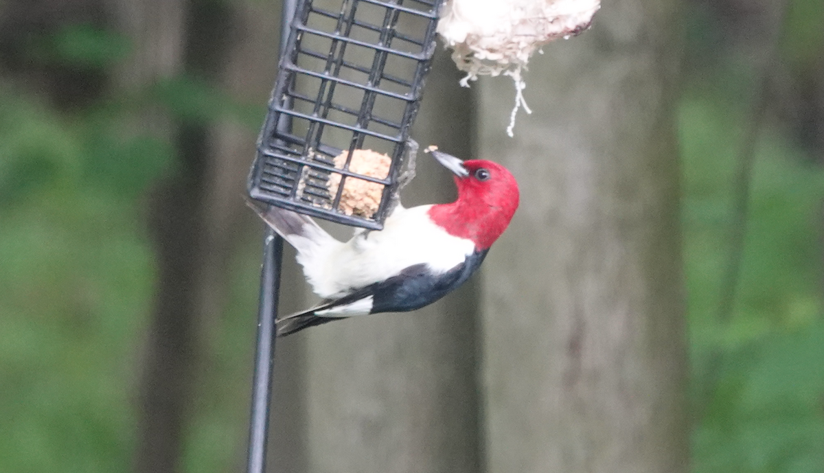Red-headed Woodpecker - Bart Williams