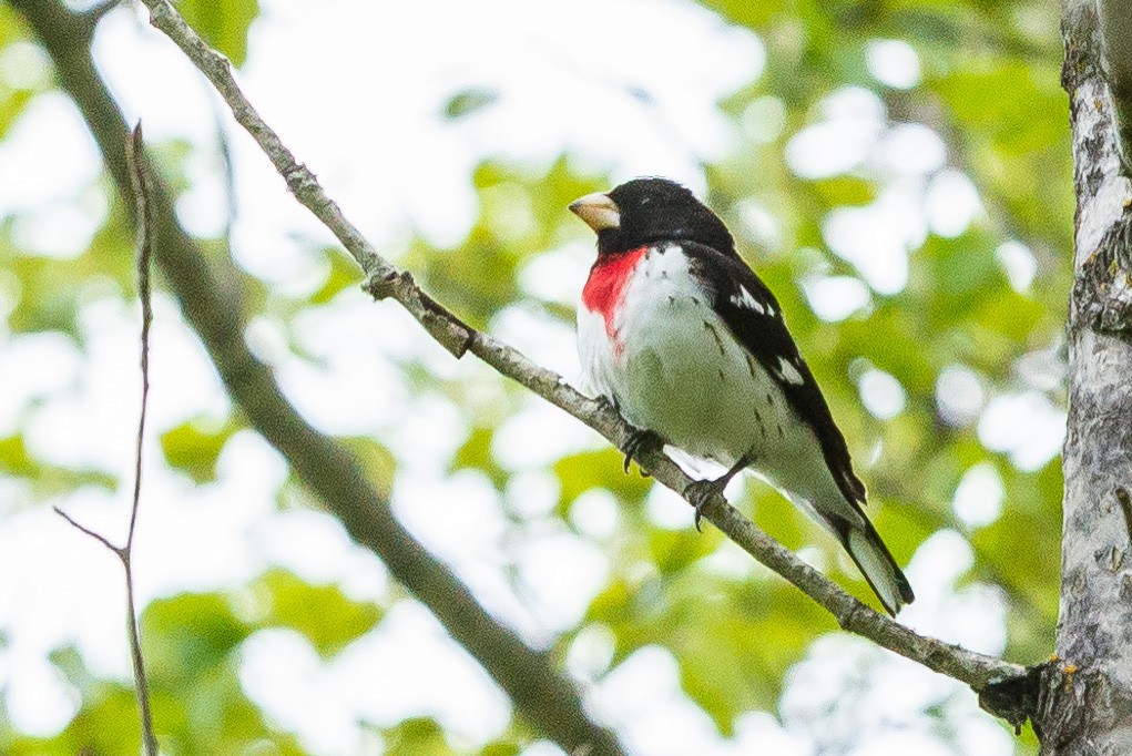 Rose-breasted Grosbeak - Isabelle Fortin-Rondeau