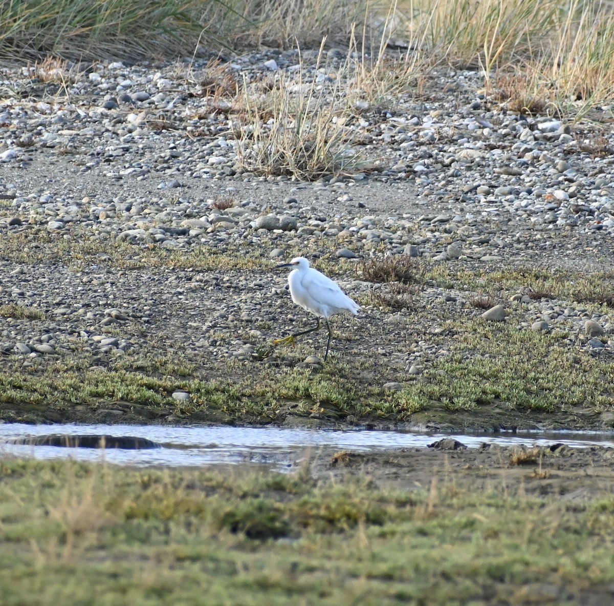 Snowy Egret - ML341883031