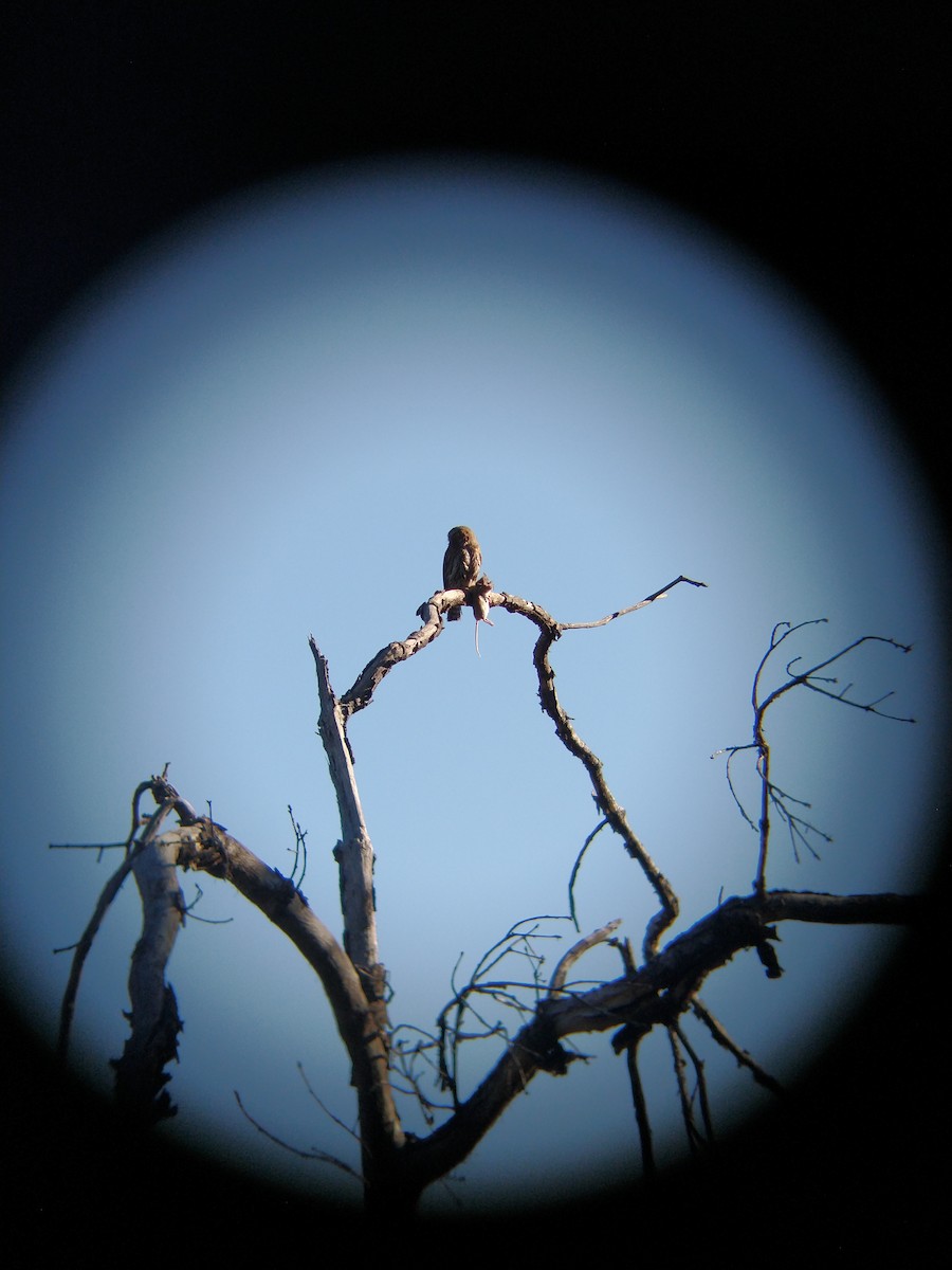 Northern Pygmy-Owl - ML341884231
