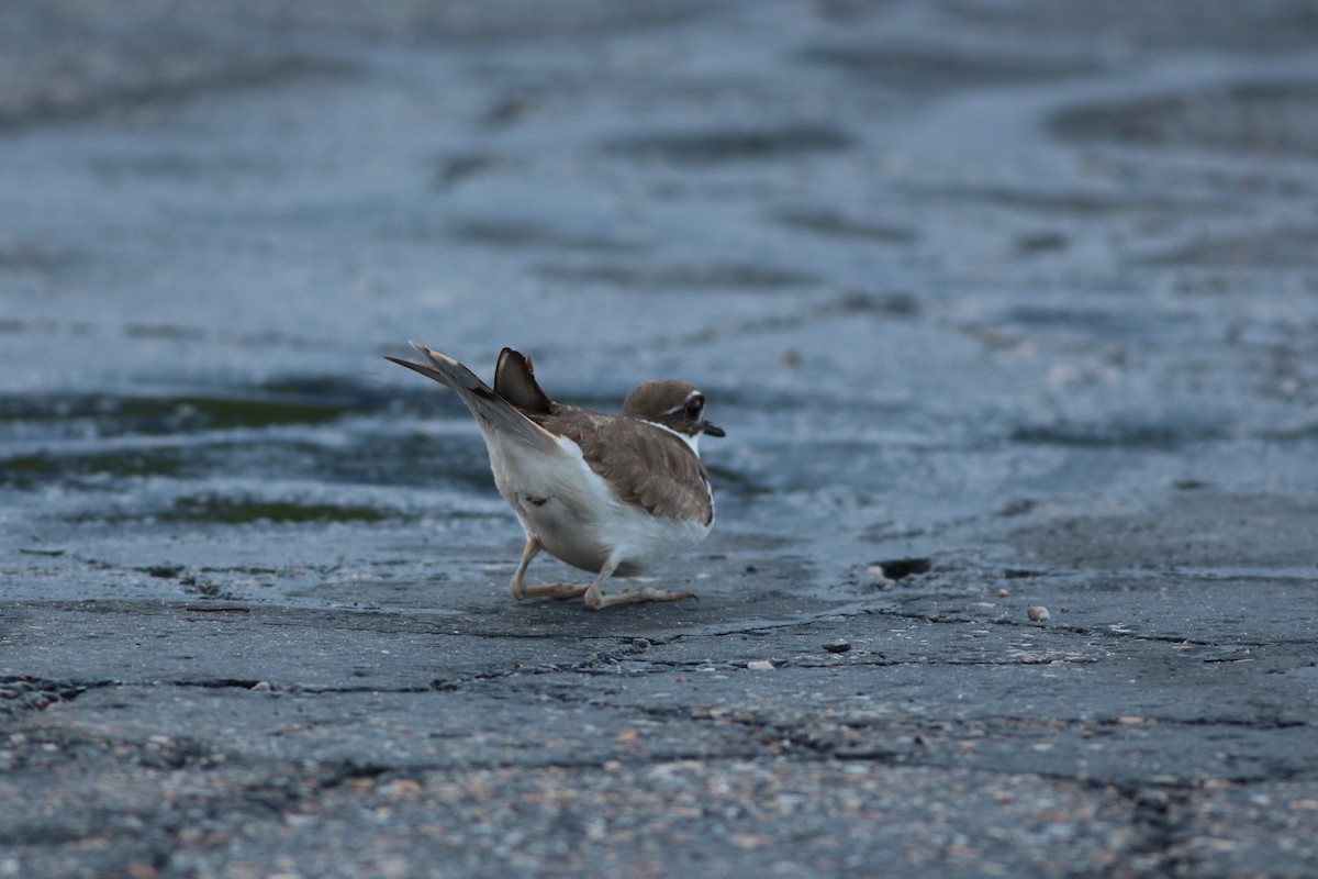 Killdeer - ML341884631