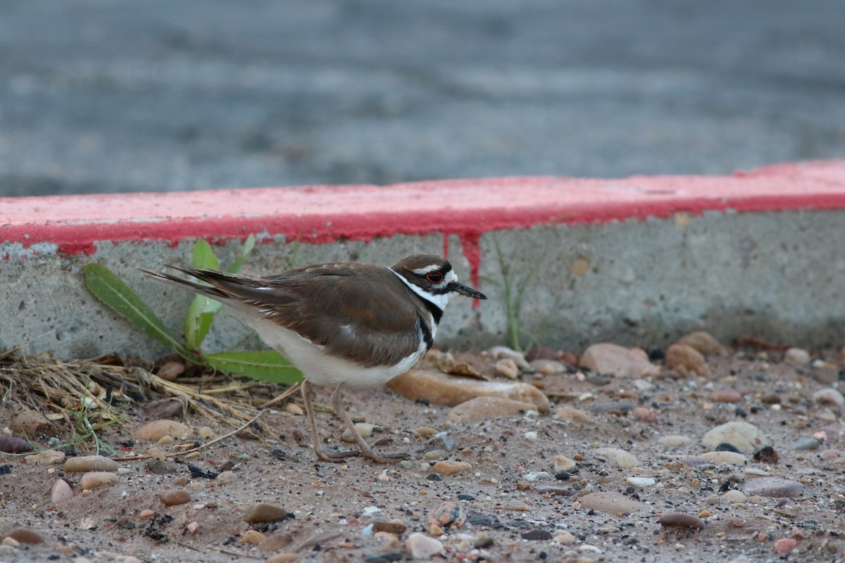 Killdeer - ML341884661