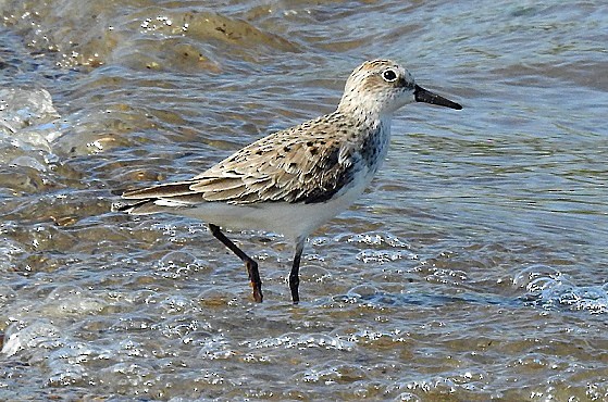 Semipalmated Sandpiper - ML341885121