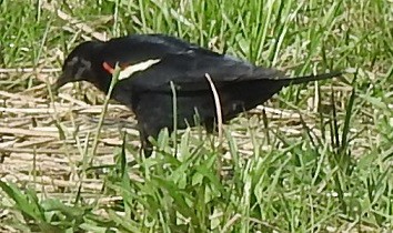 Red-winged Blackbird - ML341885391