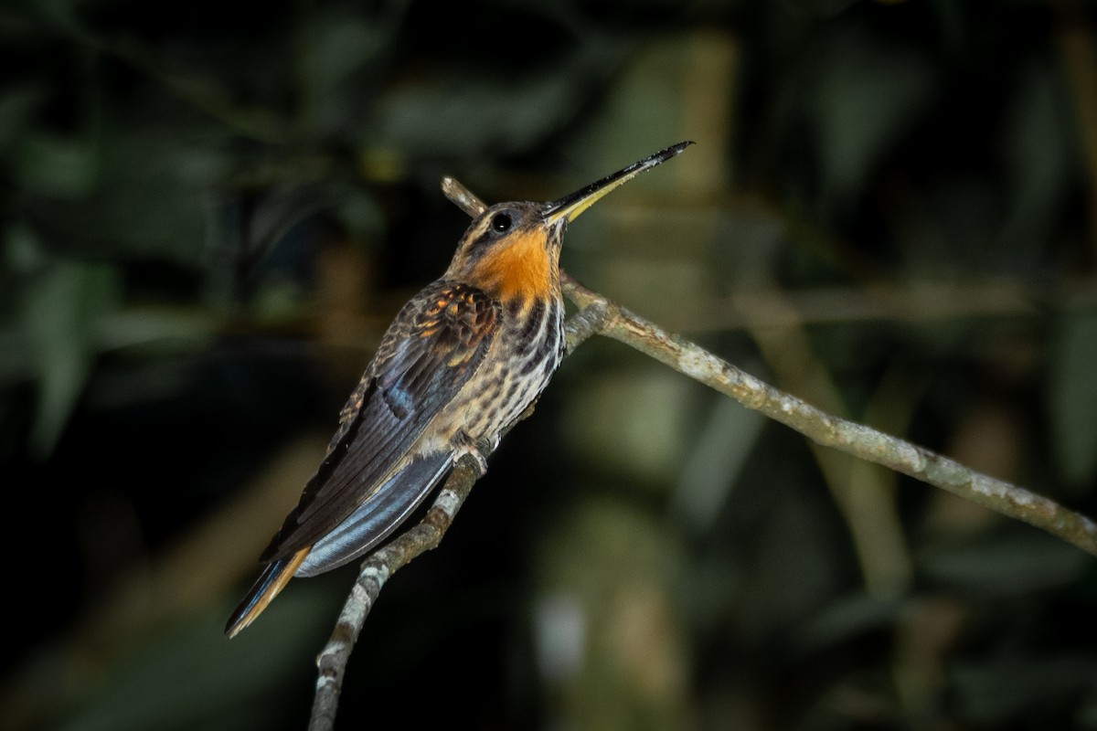 Saw-billed Hermit - ML341887091