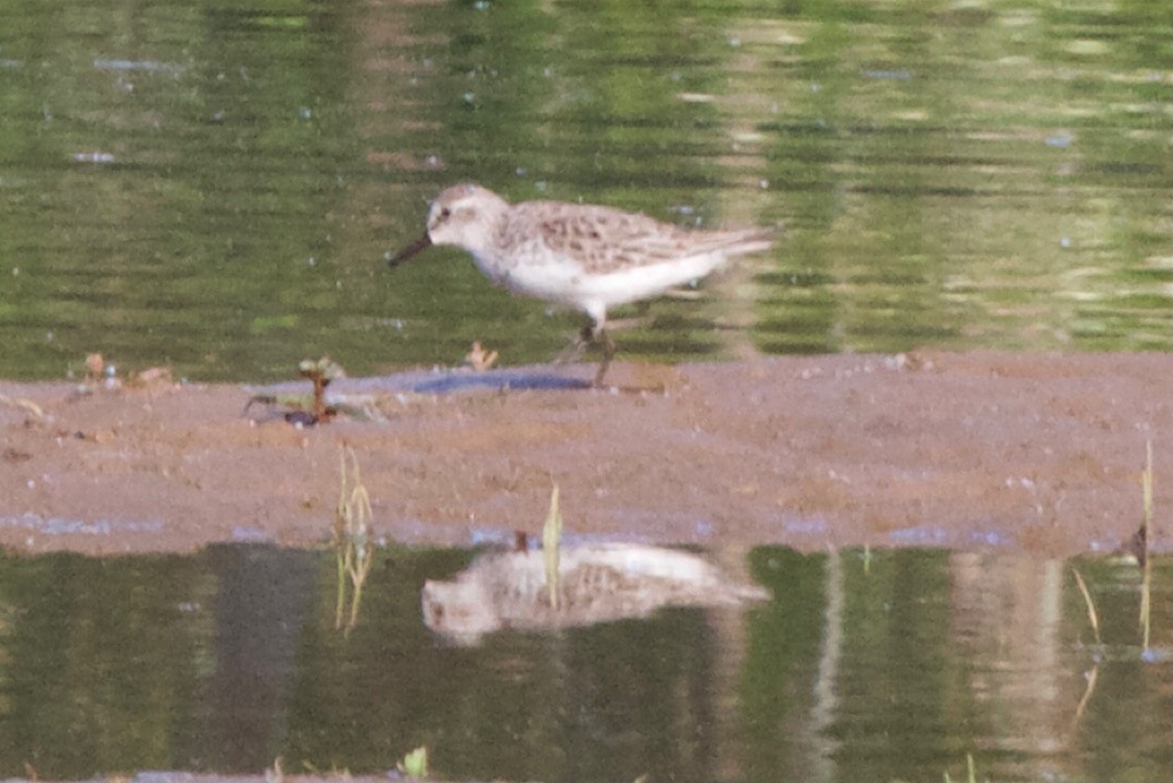 Semipalmated Sandpiper - ML341888021