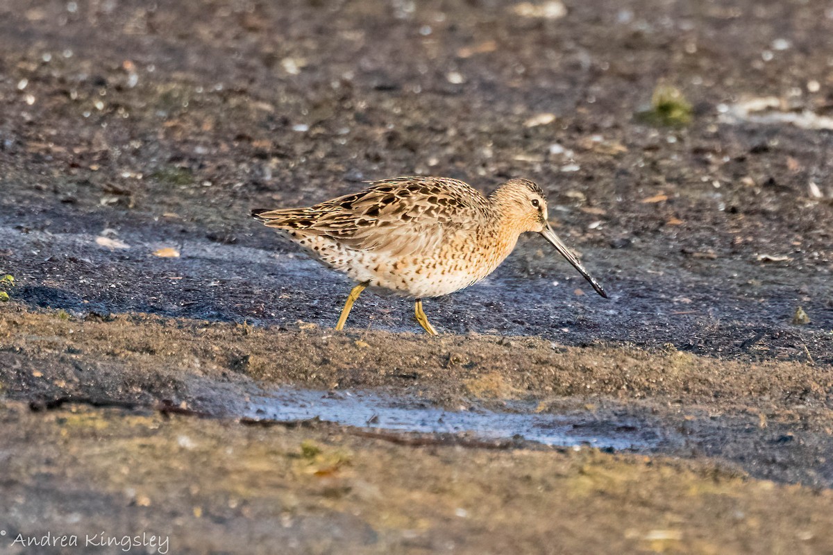 Short-billed Dowitcher - ML341888221