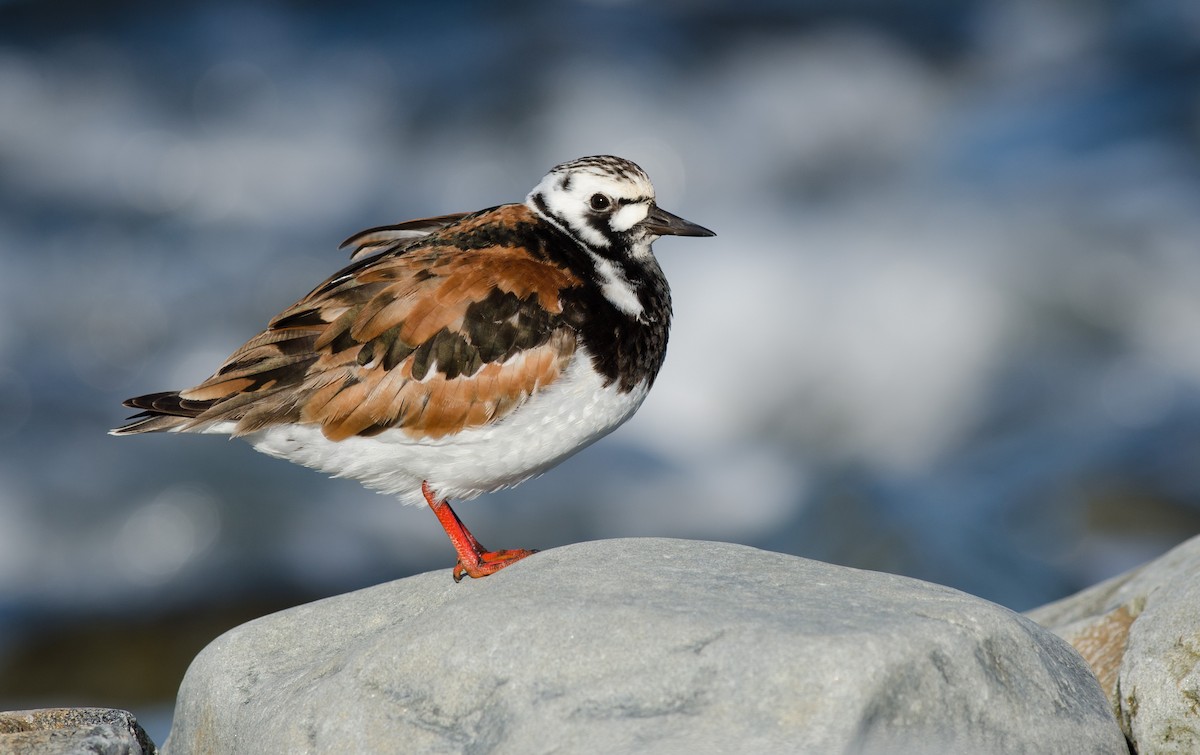 Ruddy Turnstone - Alix d'Entremont