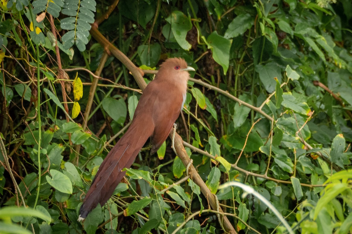 Squirrel Cuckoo - ML341889171