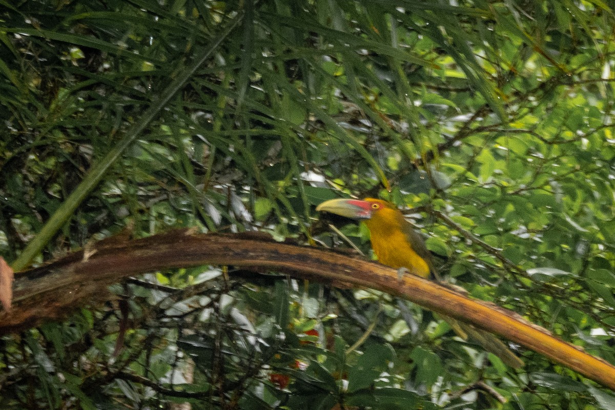 Saffron Toucanet - Vitor Rolf Laubé