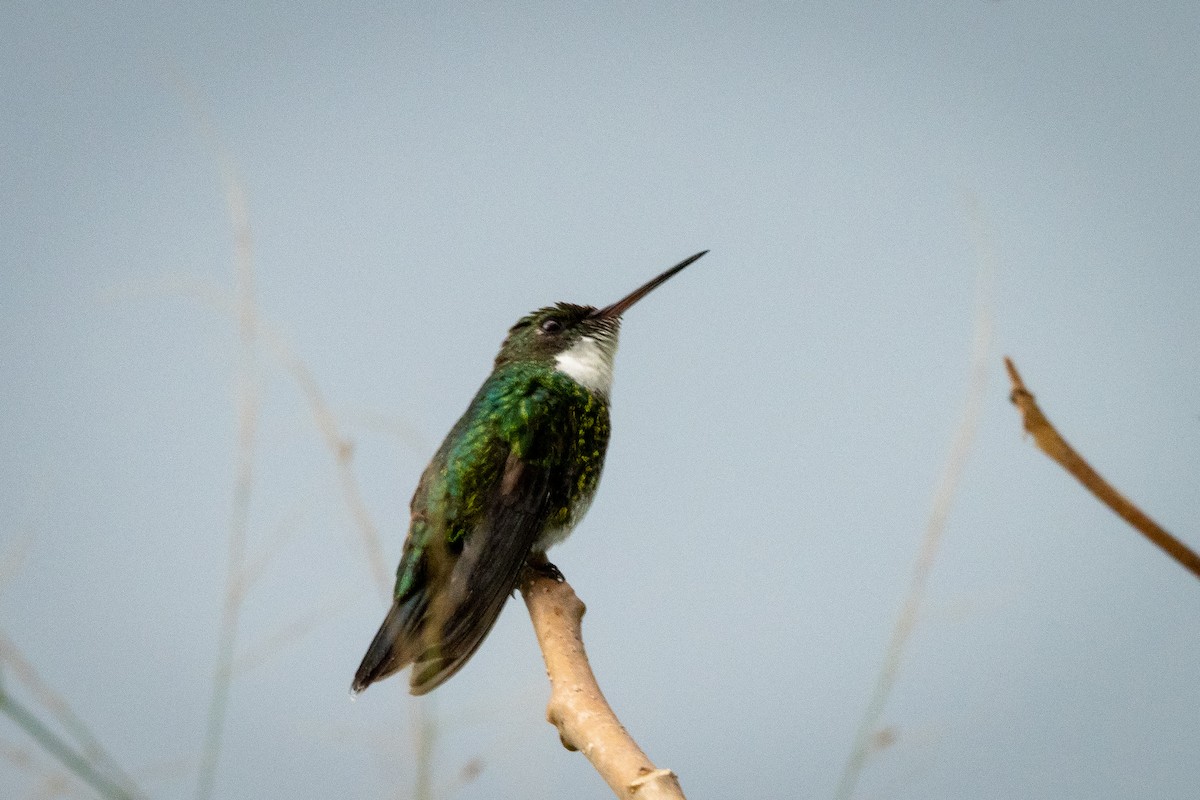 Colibri à gorge blanche - ML341889361