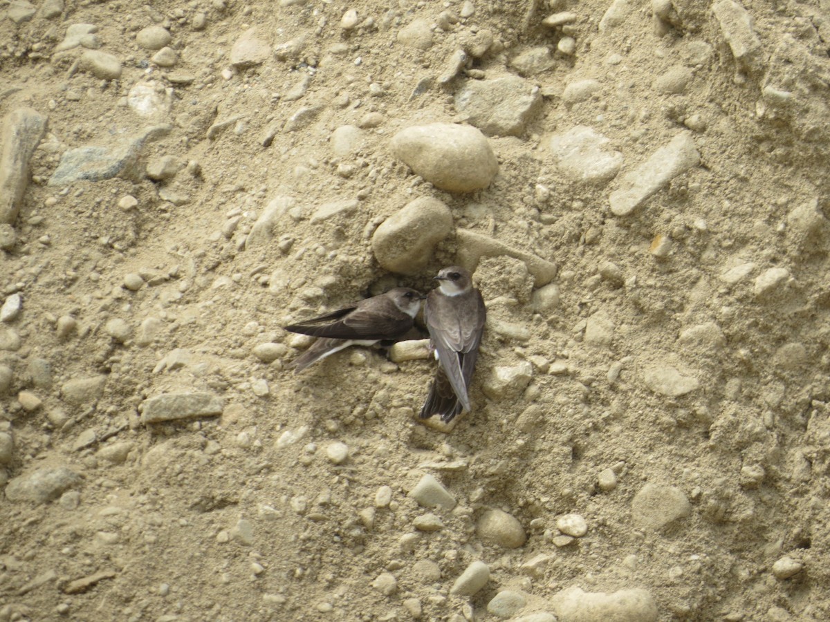 Bank Swallow - ML341890271