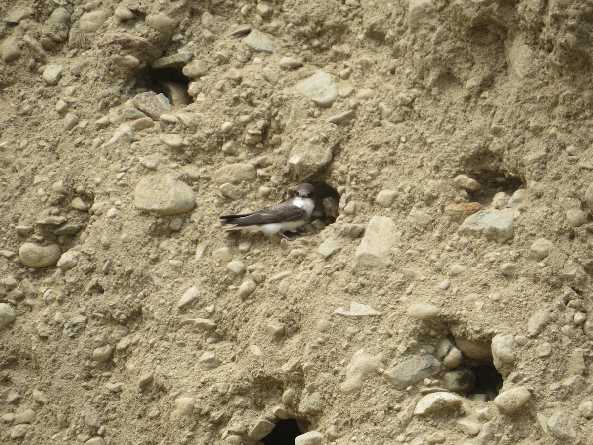 Bank Swallow - ML341890391