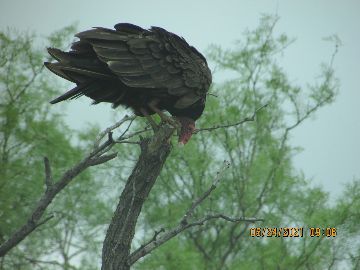 Turkey Vulture - ML341891771
