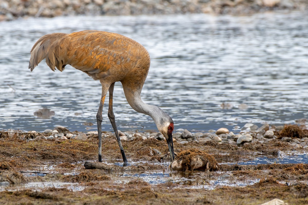 Sandhill Crane - Adam Perrier