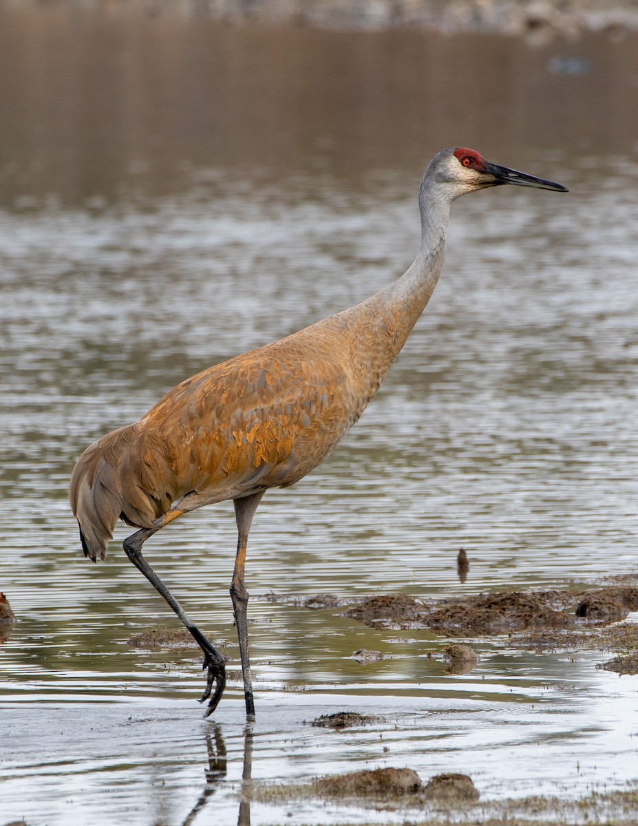 Sandhill Crane - ML341895971