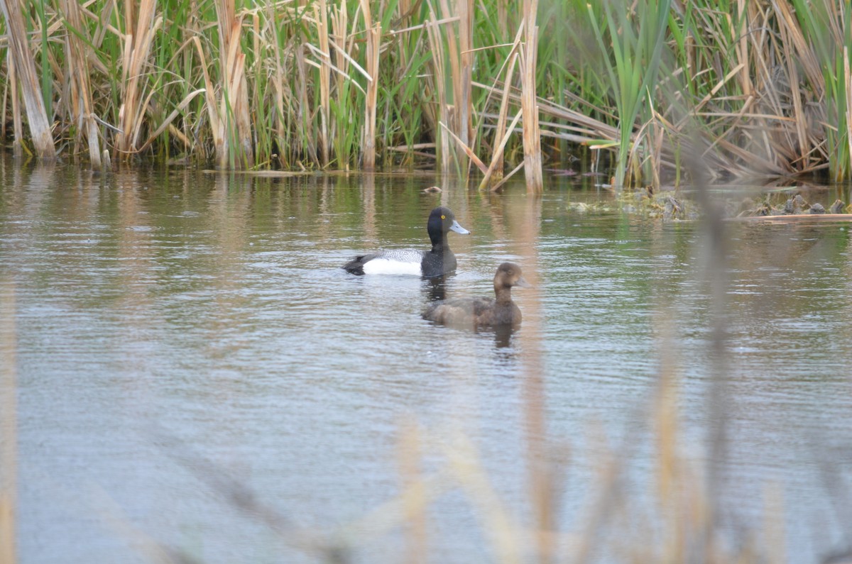 Lesser Scaup - ML341898061