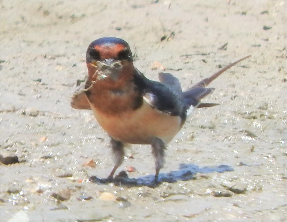 Barn Swallow - Mark Meunier