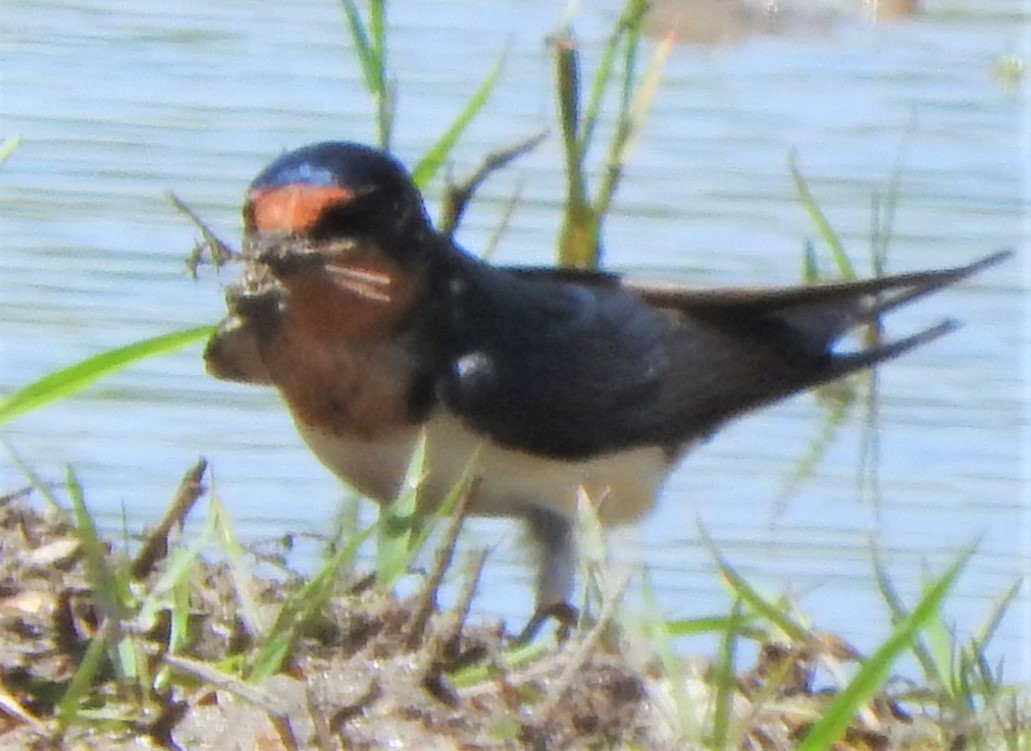 Barn Swallow - ML341898561