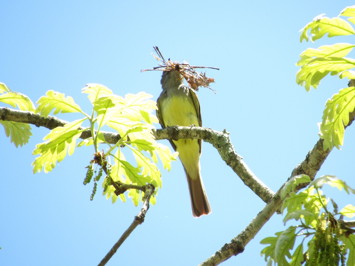 Great Crested Flycatcher - Brian Saville