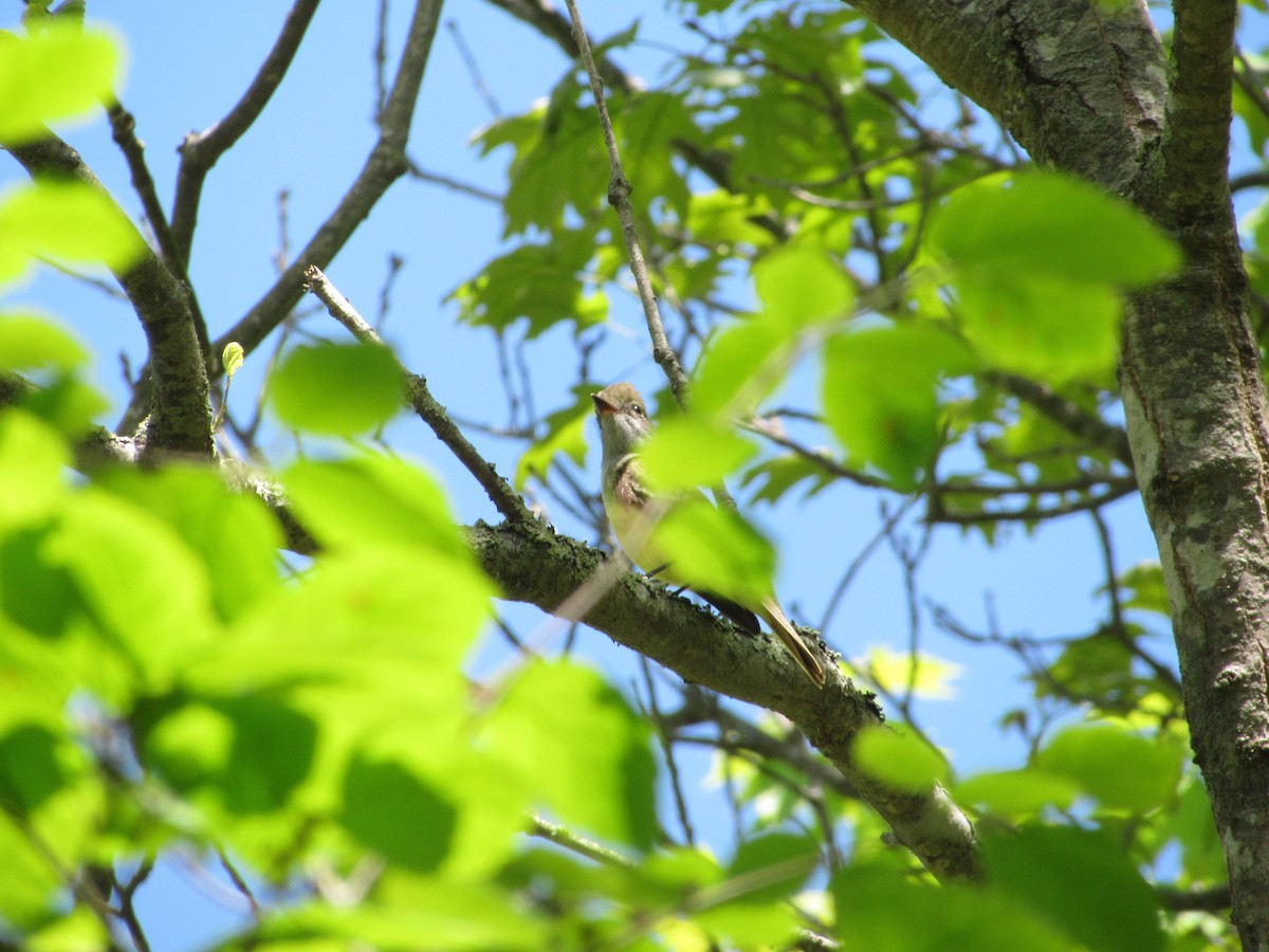 Great Crested Flycatcher - Brian Saville