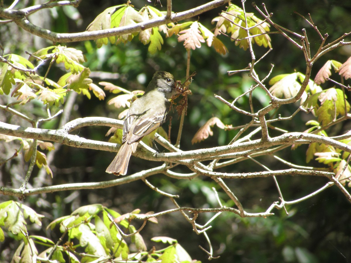 Great Crested Flycatcher - ML341899081