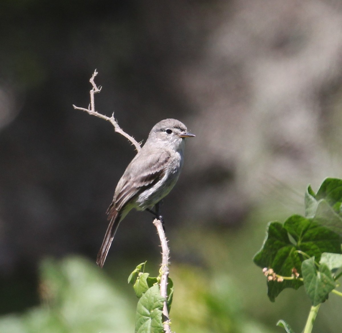 Gray Flycatcher - ML341899441