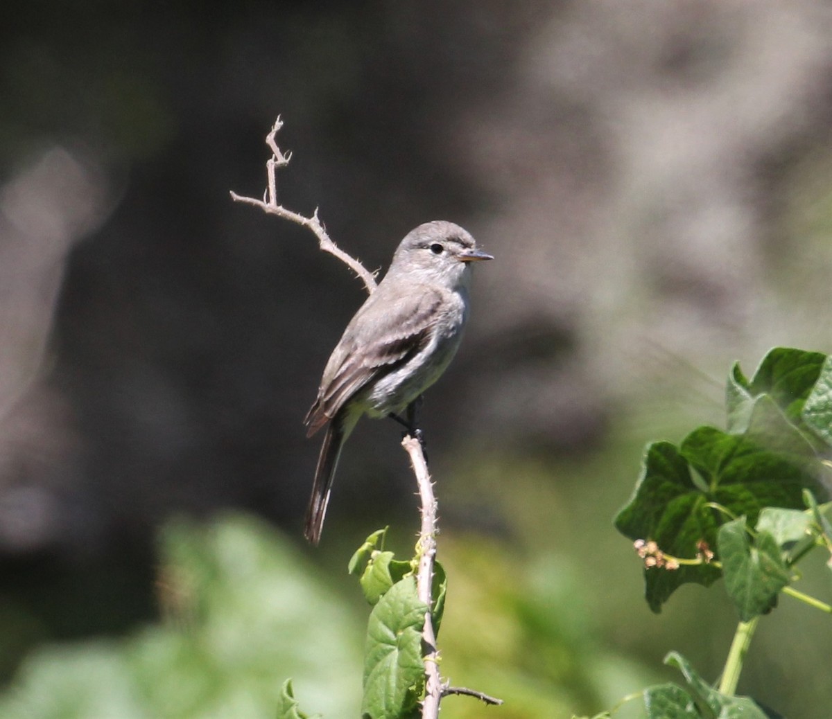 Gray Flycatcher - ML341899531