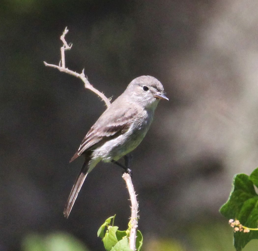 Gray Flycatcher - ML341899641