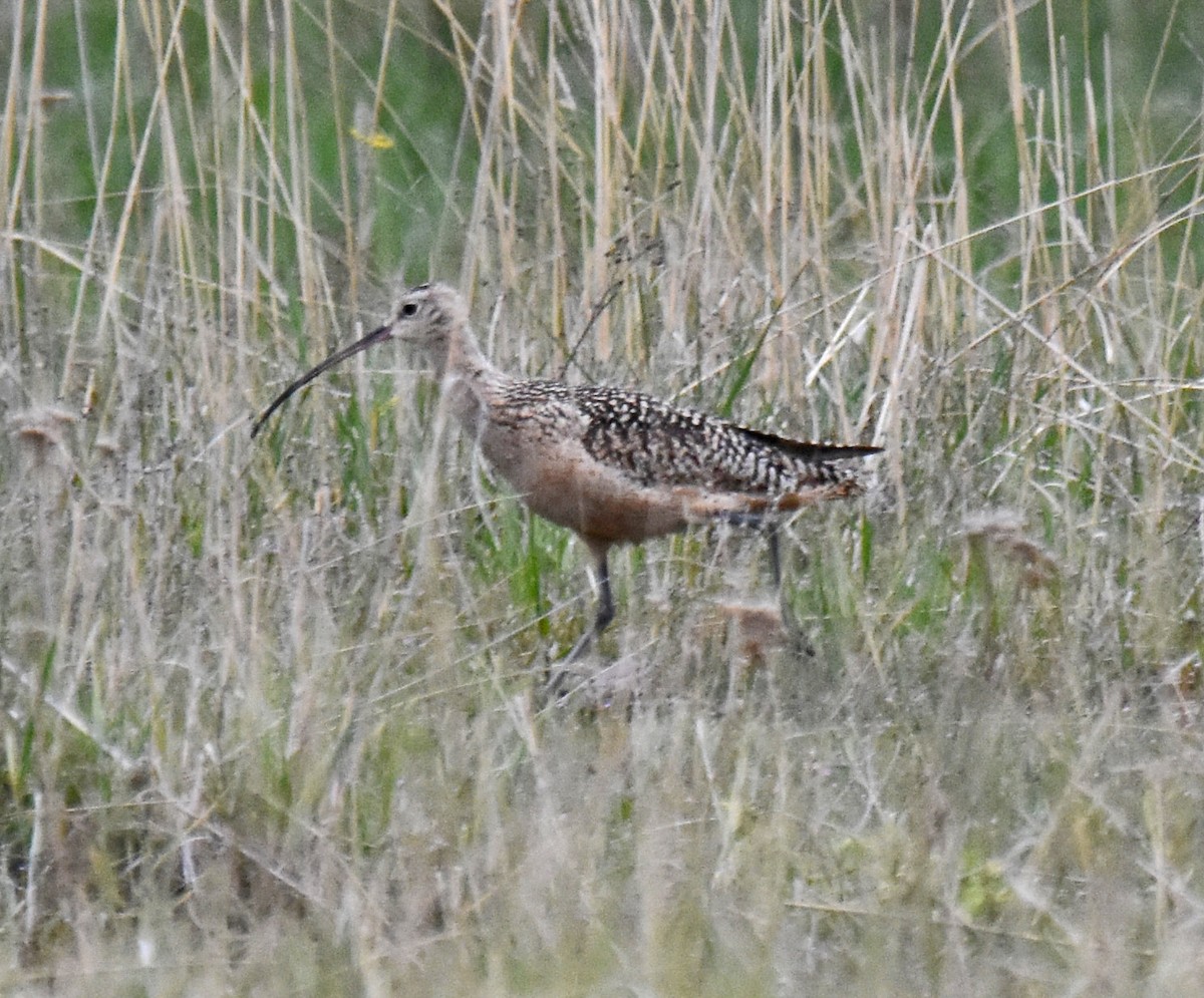 Long-billed Curlew - ML341899661