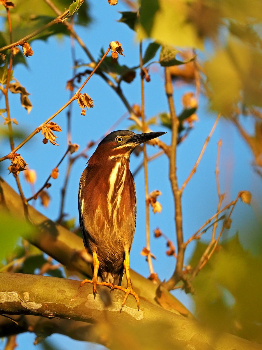 Green Heron - Gary Mueller