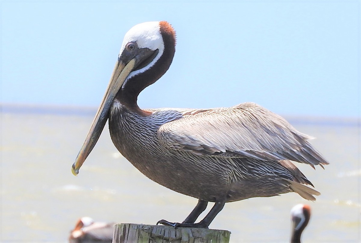 Brown Pelican - Mark Meunier