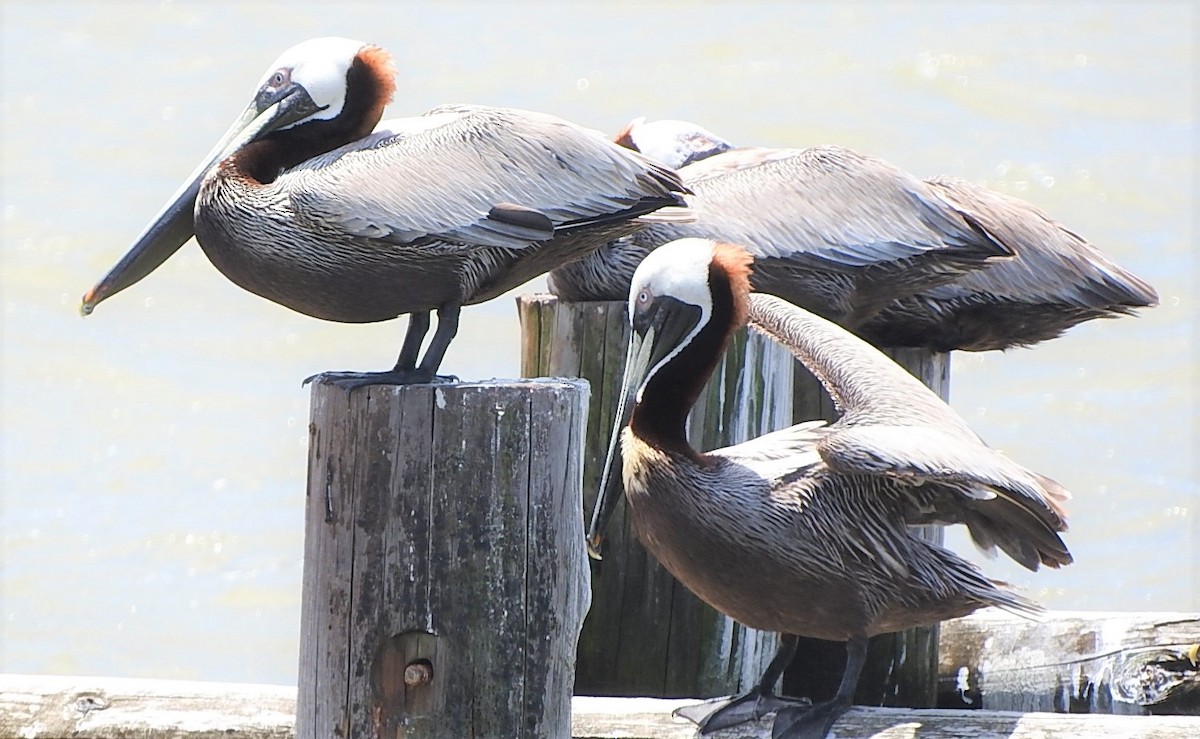 Brown Pelican - Mark Meunier