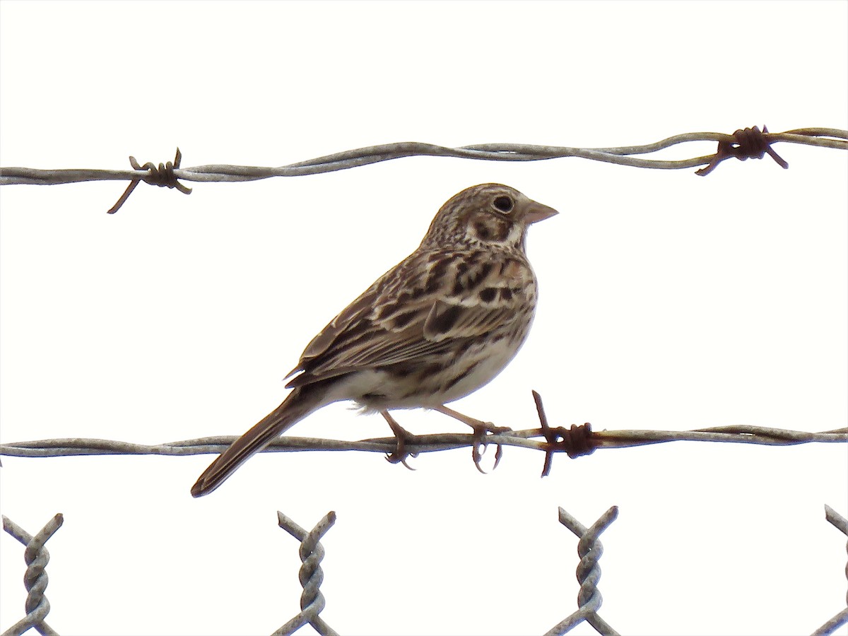 Vesper Sparrow - ML341902511