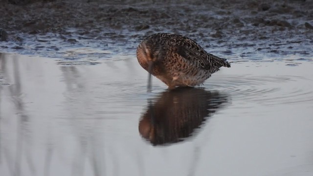 Short-billed Dowitcher - ML341907621