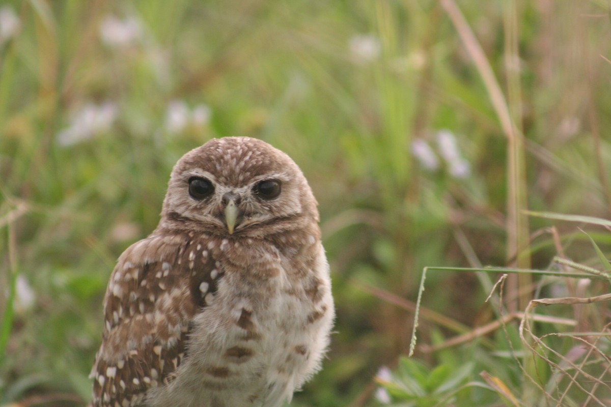 Burrowing Owl - Martina Nordstrand