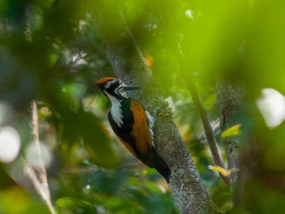 White-naped Woodpecker - Sharang Satish