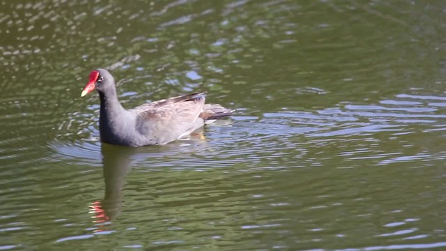 Common Gallinule (American) - ML341911331