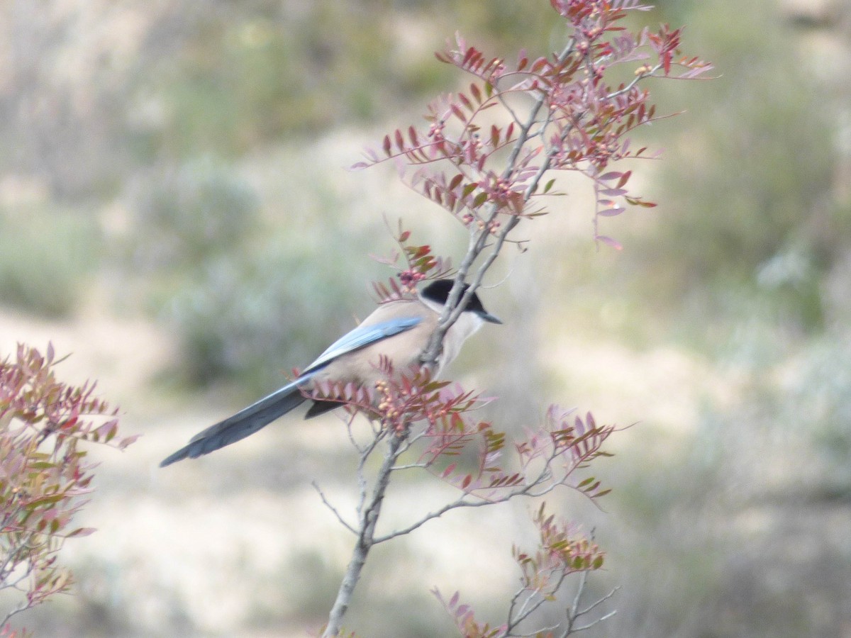 Iberian Magpie - ML341911421