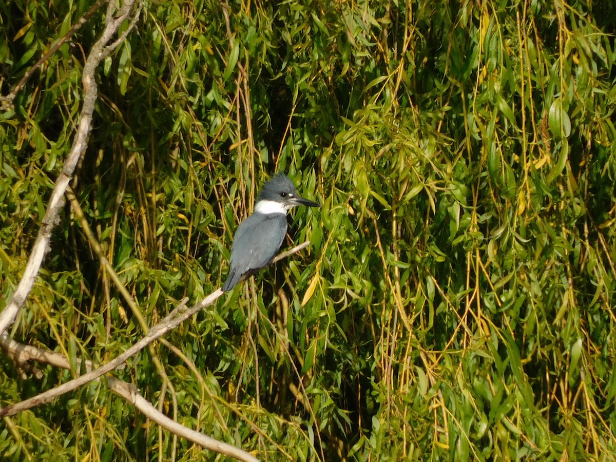 Belted Kingfisher - ML341911641
